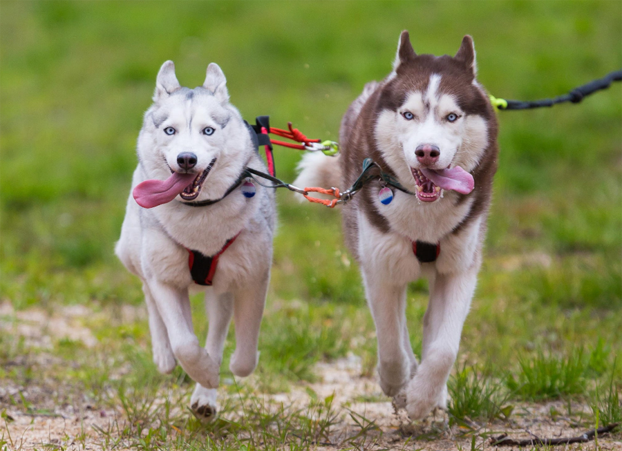 Разработка периодического издания "Royal Canin"