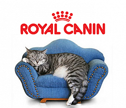 Разработка периодического издания "Royal Canin"